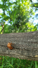 日本の夏、セミの抜け殻／Japanese summer, cicada shells／일본 여름, 반 껍질