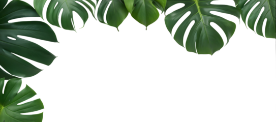 tropical leaves with space for text on transparent background