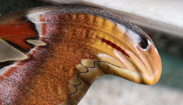 Atlasspinner - Atlas moth