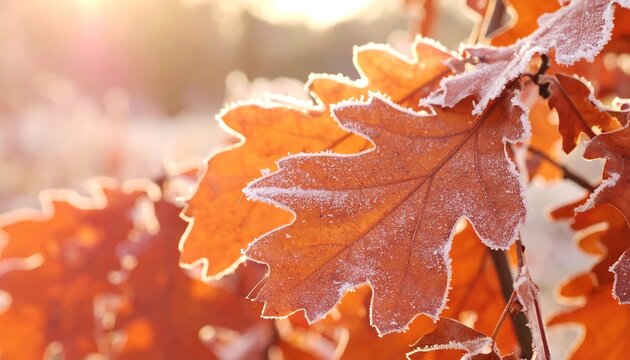 Frost-covered autumn leaves backlit by the sun - Powered by Adobe