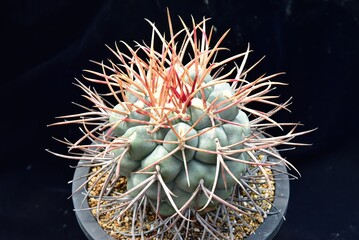 Ferocactus latispinus cactus with thick colorful spines radiating from crown