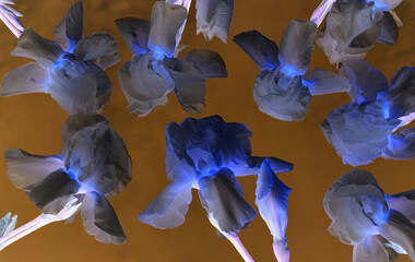 Digitally enhanced irises with vibrant blue petals against a warm contrasting background. Perfect for modern art and design concepts. 