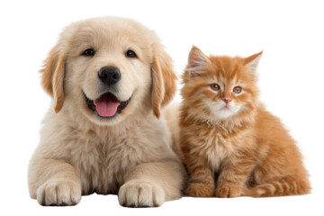 Adorable Golden Retriever Puppy and Ginger Kitten Together Best Friends Pets, isolated on a transparent background