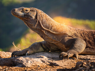 Fototapeta premium Wild Komodo dragon resting under bright sunlight in natural setting Komodo dragon captured in vivid tropical light on rocky terrain
