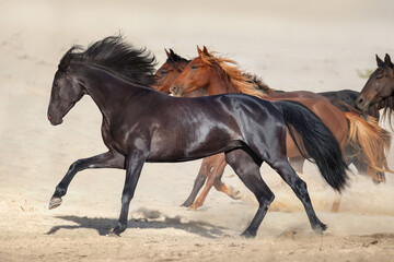 Horse herd run in dust