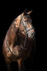 A brown  horse with bridle against black background