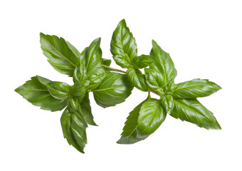 Obraz premium fresh basil leaves isolated on white background.