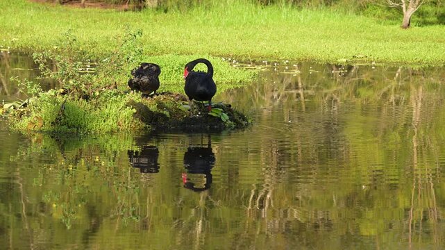 Black swans preening at the nest.