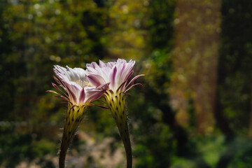 Two stunning cactus flowers blossom, displaying elegant pink and white petals. Blooming cactuses,...
