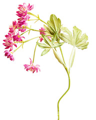 pink flowers on a white background