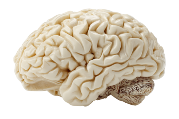 Human Brain Anatomy 3D Model Neural Networks Cream Color,, isolated on a transparent background