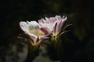 Two beautiful cactus flowers in full bloom, showcasing delicate white petals with pink edges...