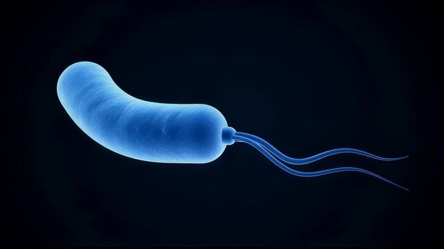 Cholera bacteria cell microscopic motion with flagella. Vibrio cholerae pathogen on black background. 3D. Disease microbiology animation.