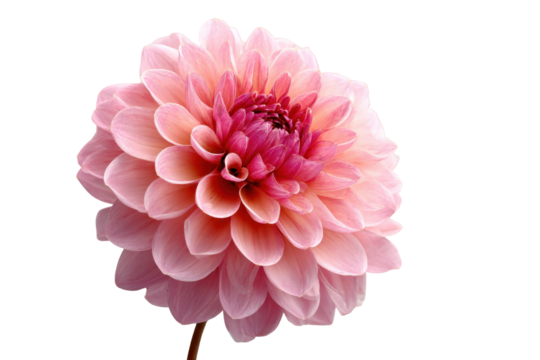 Pink Dahlia Flower Bloom Isolated Black Background, isolated on a transparent background