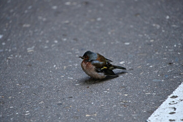 A small bird on an asphalt path in the park.