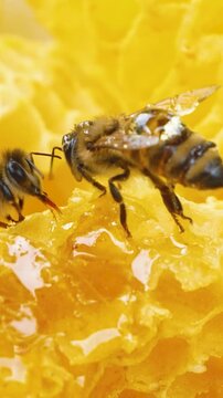 Two bees sit on a golden honeycomb and process and produce bee honey. Close-up. Production of organic bee honey. The concept of a proper healthy diet without sugar