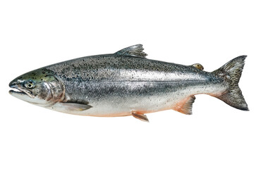 Naklejka premium Chinook Salmon Fresh Seafood Pacific Ocean Fish Wildlife Animal Aquatic Nature, isolated on a transparent background