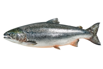 Chinook Salmon Fresh Seafood Pacific Ocean Fish Wildlife Animal Aquatic Nature, isolated on a transparent background