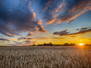 Golden wheat field at sunset, glowing in warm evening light. Serene rural landscape with rich...