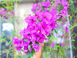 Triceratops is a common greenery plant in southern Chinese cities, a flower from Brazil that is very showy in color red or purple.

