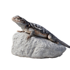 Naklejka premium A small lizard with intricate patterns rests on a textured grey rock, isolated on white on transparent background