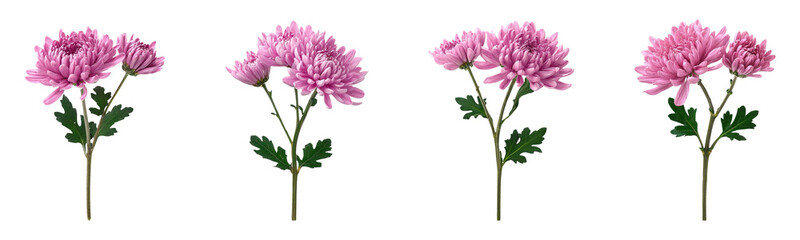 pink chrysanthemums isolated on white background