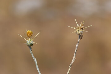 close up of Centaurea solstitialis (Barnaby's Thistle) 