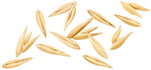 Falling oat seeds isolated on white background, falling unpeeled oat grains collection, macro