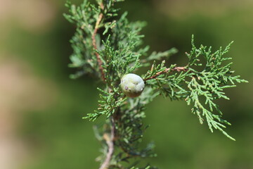 close up of a branch of Grecian Juniper (Juniperus excelsa) with its fruits