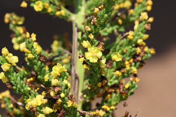 Verbascum speciosum is a species of flowering plant in the figwort family known by the common name Hungarian mullein or showy mullein