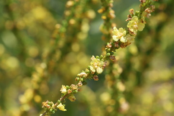 Verbascum speciosum is a species of flowering plant in the figwort family known by the common name Hungarian mullein or showy mullein
