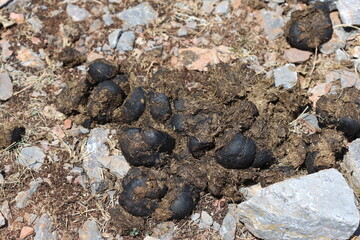 a pile of horse manure dropped in the forest ground