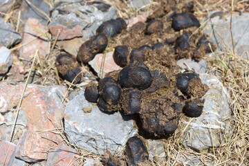 a pile of horse manture on dry ground