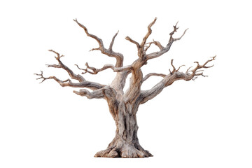 Ancient Dead Tree Isolated Black Background Nature, isolated on a transparent background