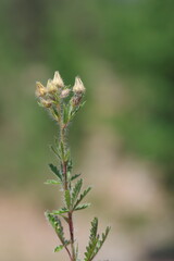 Hairy cinquefoil (Potentilla hirta) is a herbaceous perennial wild flower 