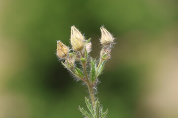 Hairy cinquefoil (Potentilla hirta) is a herbaceous perennial wild flower 