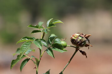 Rosa agrestis (field briar)is a species of wild rose native to Europe