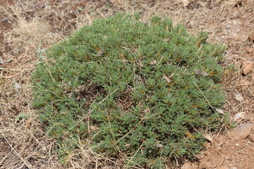 close up of  Astralagus sp. plant growing on Taurus mountains