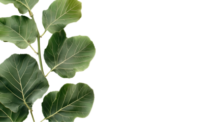 Scattered green leaves with visible veins creating isolated on transparent background