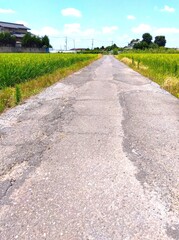 稲穂の生育順調な夏の田んぼの中の古い農道風景