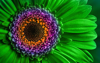  Gerbera flower close up background. Macro photography. Card Gerbera Flower. Natural romantic conceptual floral Macro background.
