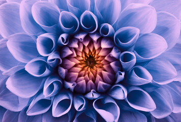 Chrysanthemum flower close-up. Macro shot. Summer and spring floral background.