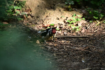 A woodpecker sits on the ground in the forest and looks for food.