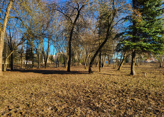 In the park, the grove is green in spring and autumn. The trees are leafless, and the sky is blue.