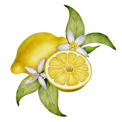 Lemon fruit with juicy slice, green leaves and white citrus flowers. Watercolor botanical drawing on white background. Ideal for cards, packaging, cosmetics, kitchen and summer designs.