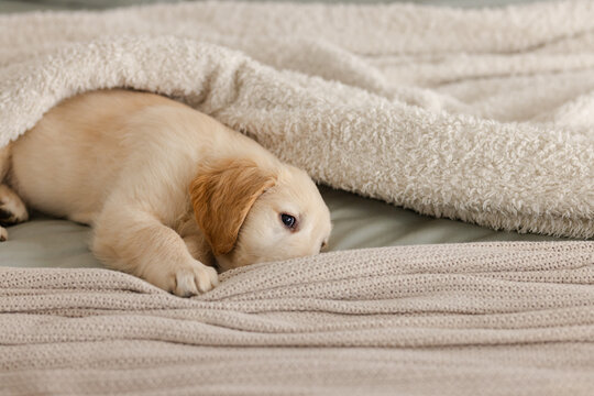 Light golden puppy is resting on bed with knitted blanket, fleece blanket, smooth sheet in bedroom