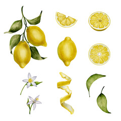 Collection of hand-drawn watercolor elements: whole lemons, slices, flowers, leaves and peel. Isolated on white background. Perfect for packaging, stickers, kitchen design and cards.