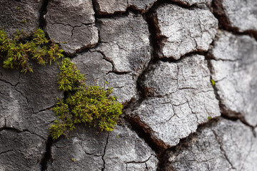 Close-up of cracked dry tree bark with small green moss growing in the crevices.