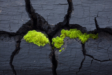 Green moss growing in cracks of charred black wood surface.