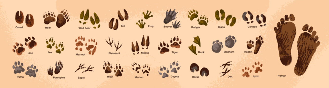 Set of different animals' tracks. Paw and hoof prints of tiger, wolf, moose, camel. Traces of human foot, bird, duck. Footprints, trails of lion, bear on ground. Flat isolated vector illustrations
